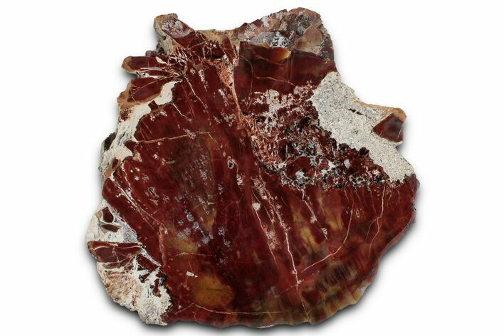 Polished Petrified Wood (Araucarioxylon) - Arizona #358819